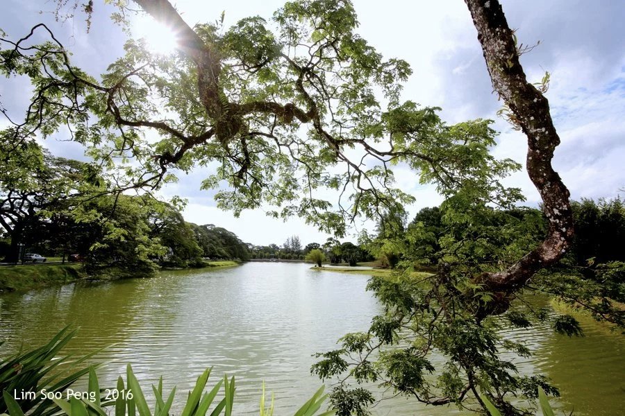 Lake and trees at the Peace Park